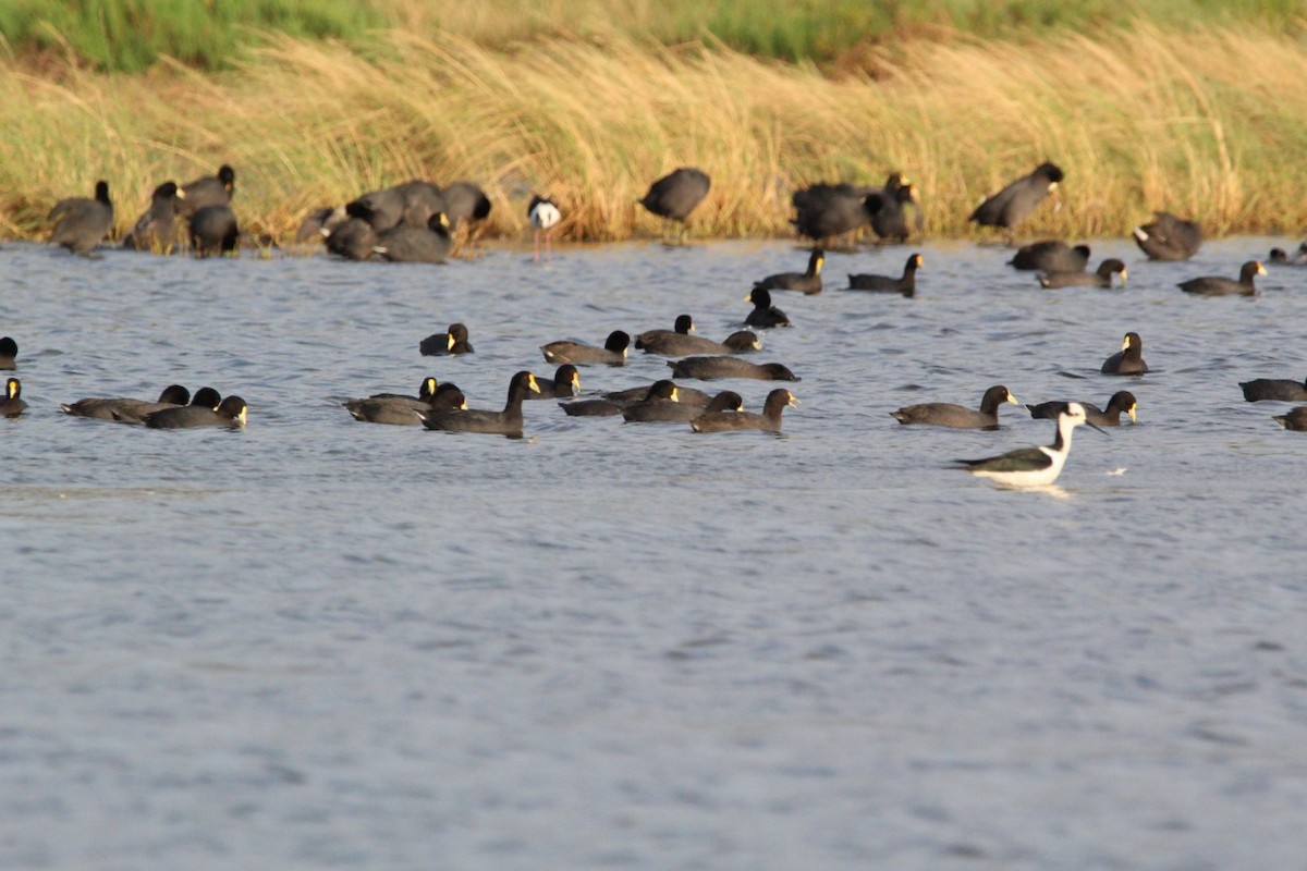 White-winged Coot - Dominic Oviedo Löwen