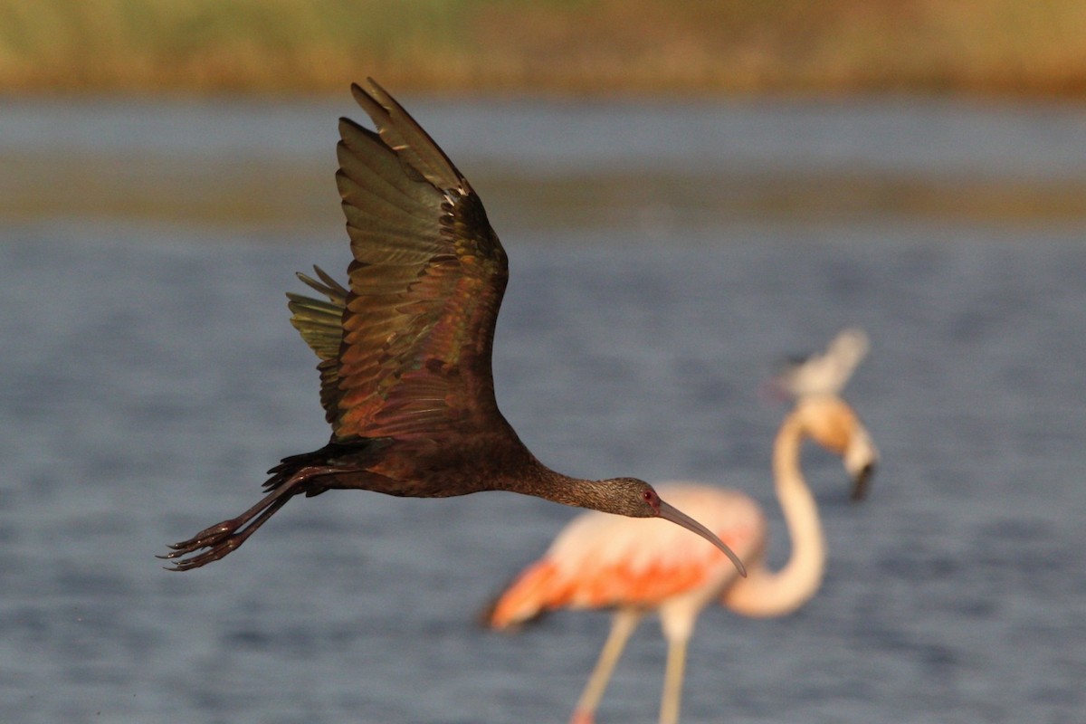 White-faced Ibis - ML594190181