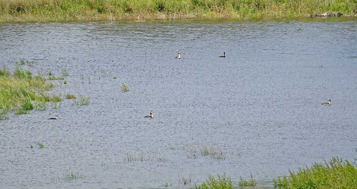 Great Crested Grebe - ML594190871