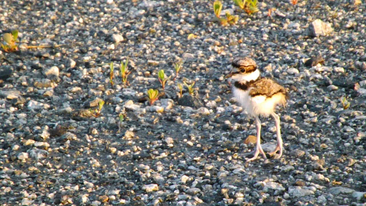 Killdeer - ML594191581