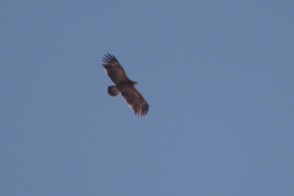 Lesser Spotted Eagle - ML594191891