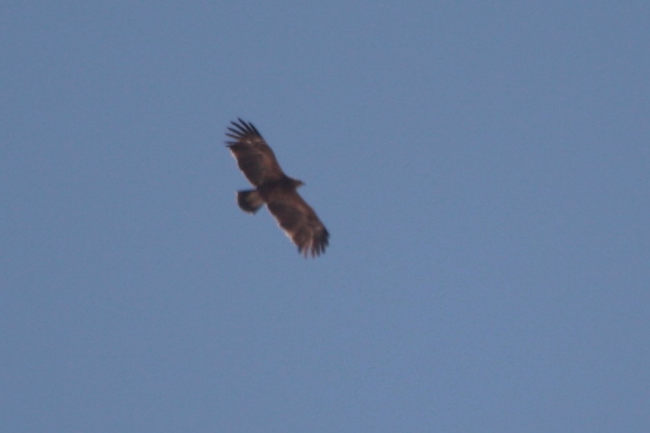 Águila Pomerana - ML594191891