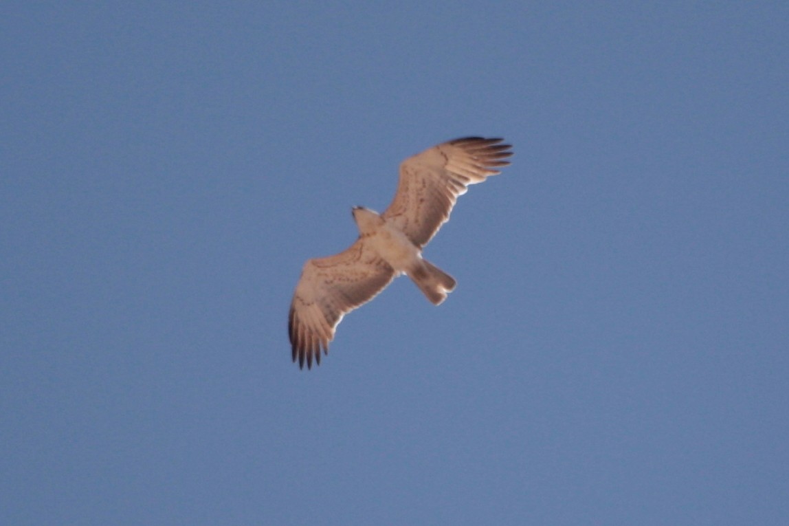 Short-toed Snake-Eagle - ML594192081