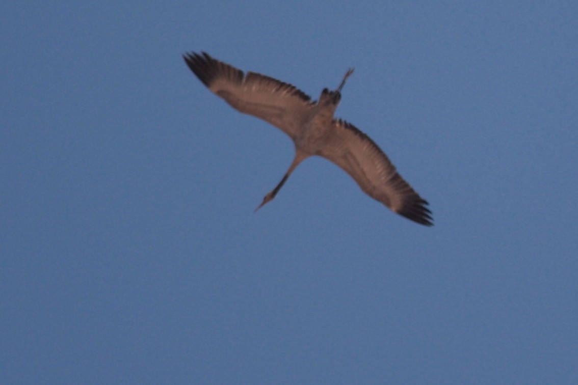 Common Crane - ML594192311