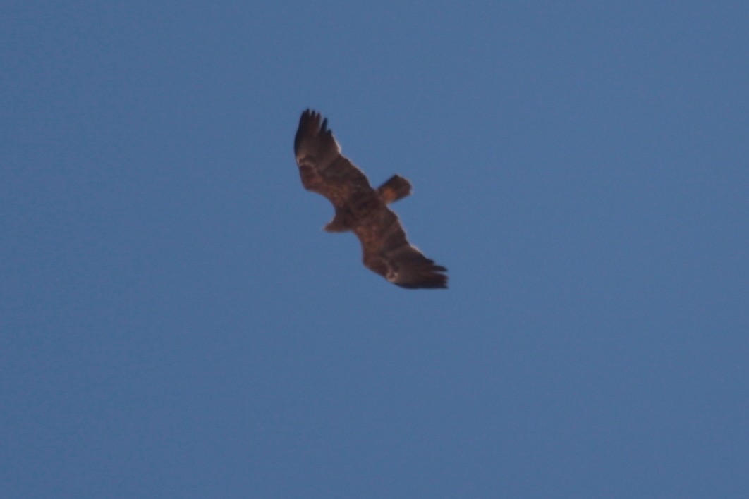 Lesser Spotted Eagle - ML594192531