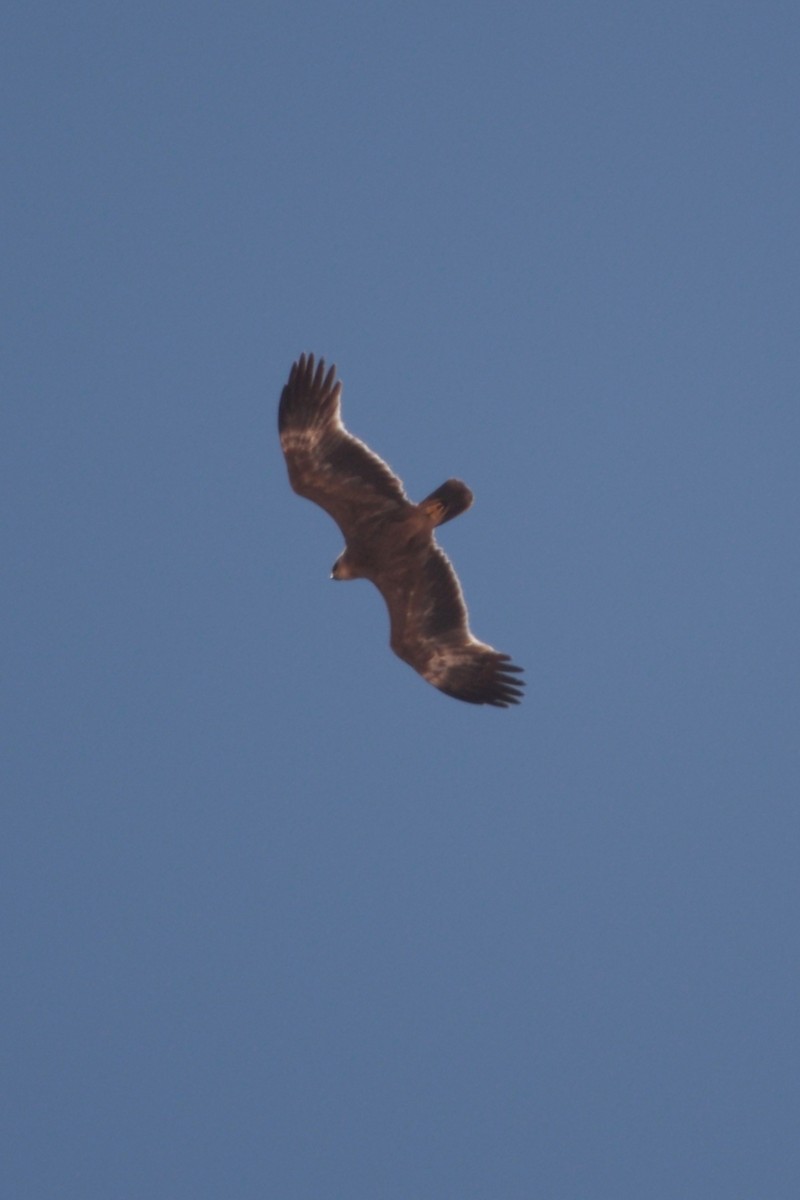 Lesser Spotted Eagle - ML594192621