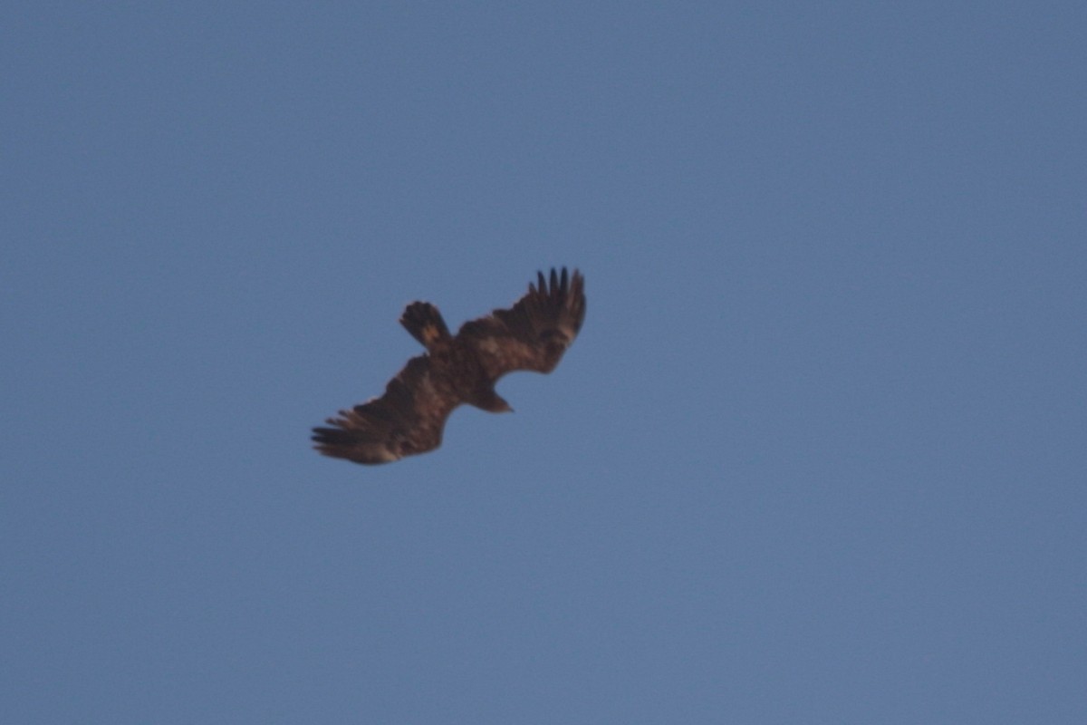 Águila Pomerana - ML594192871