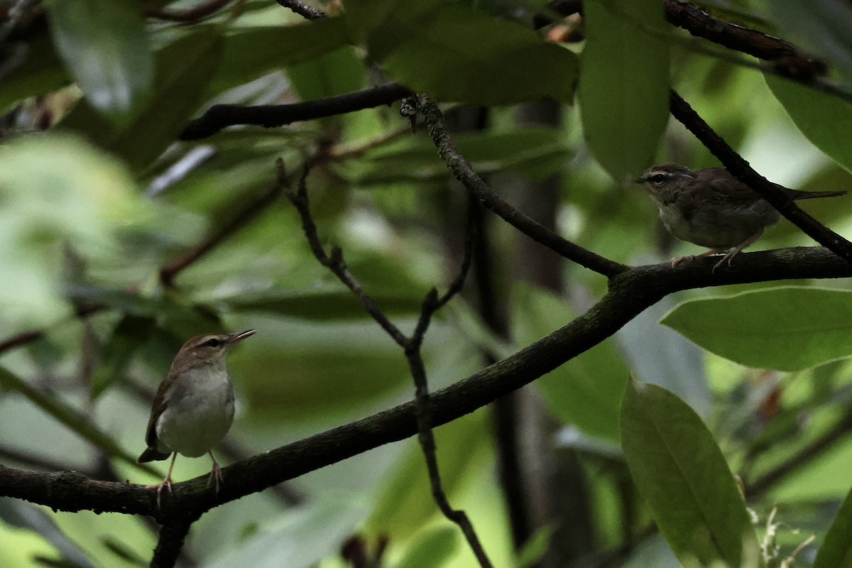 Swainson's Warbler - Phil Lehman
