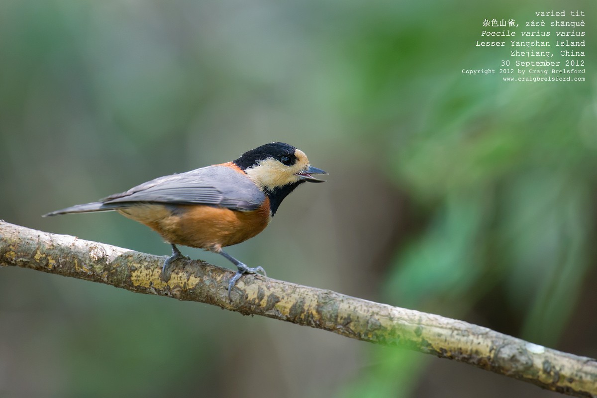 Varied Tit - Craig Brelsford