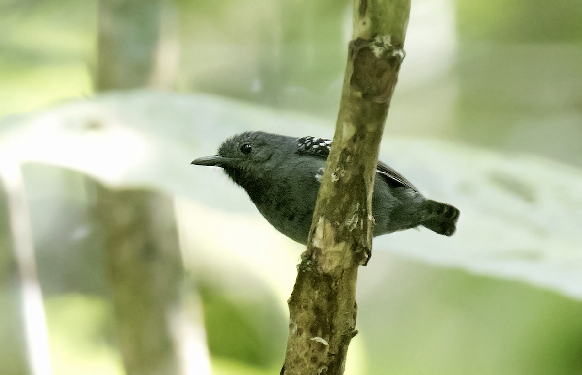 シラナミヒメアリサザイ - ML594193911