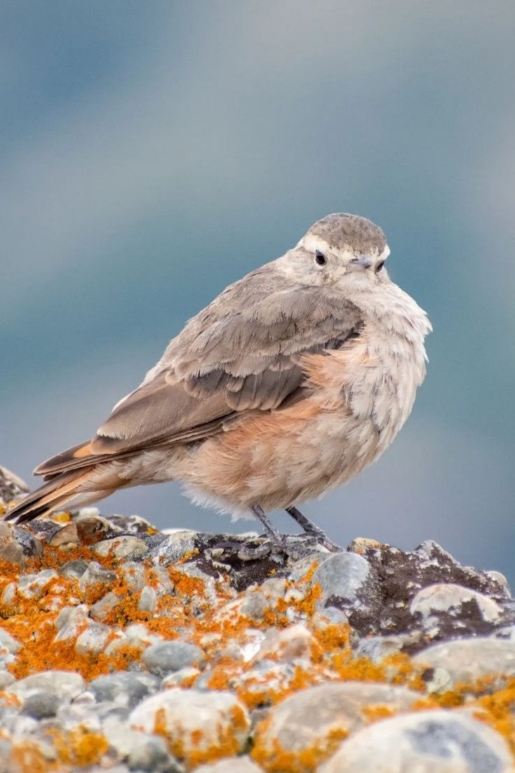 Rufous-banded Miner - ML594194101