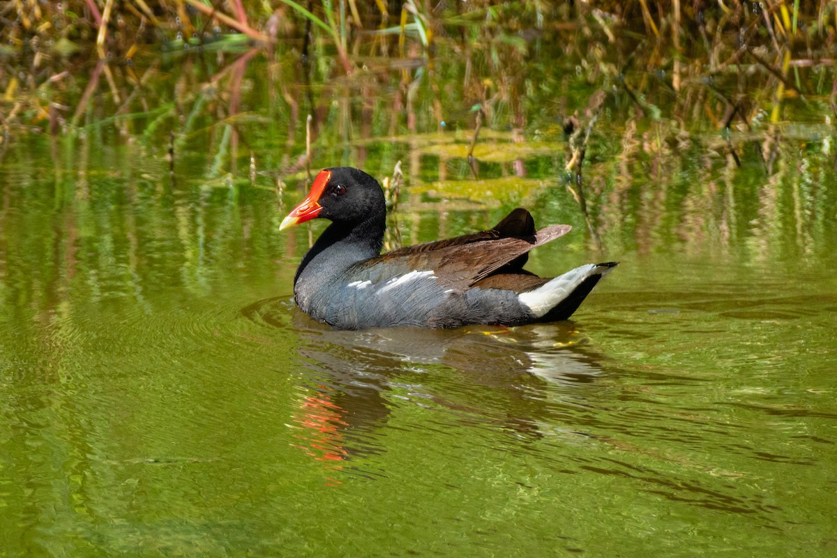 Common Gallinule - ML594194141