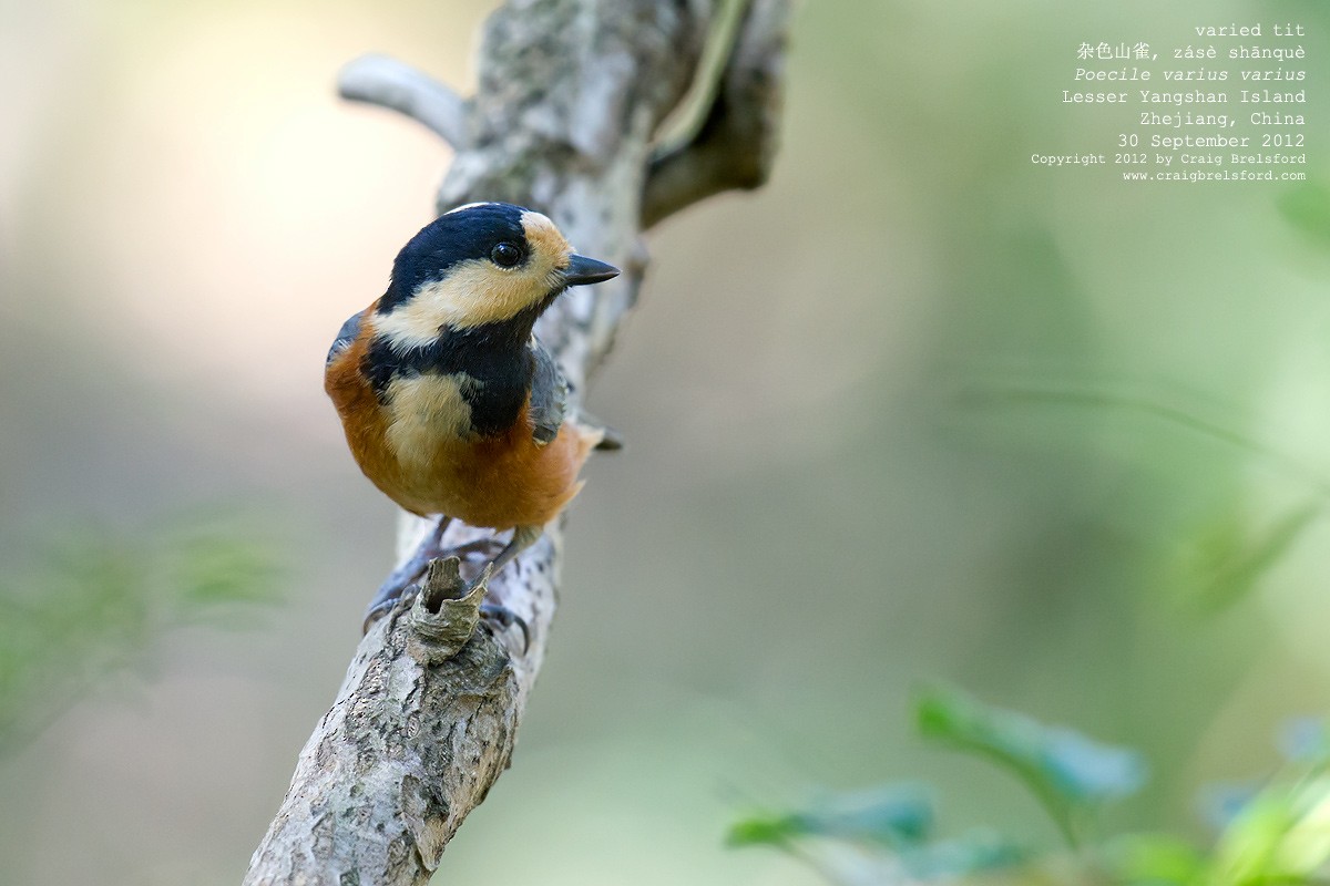 Varied Tit - Craig Brelsford