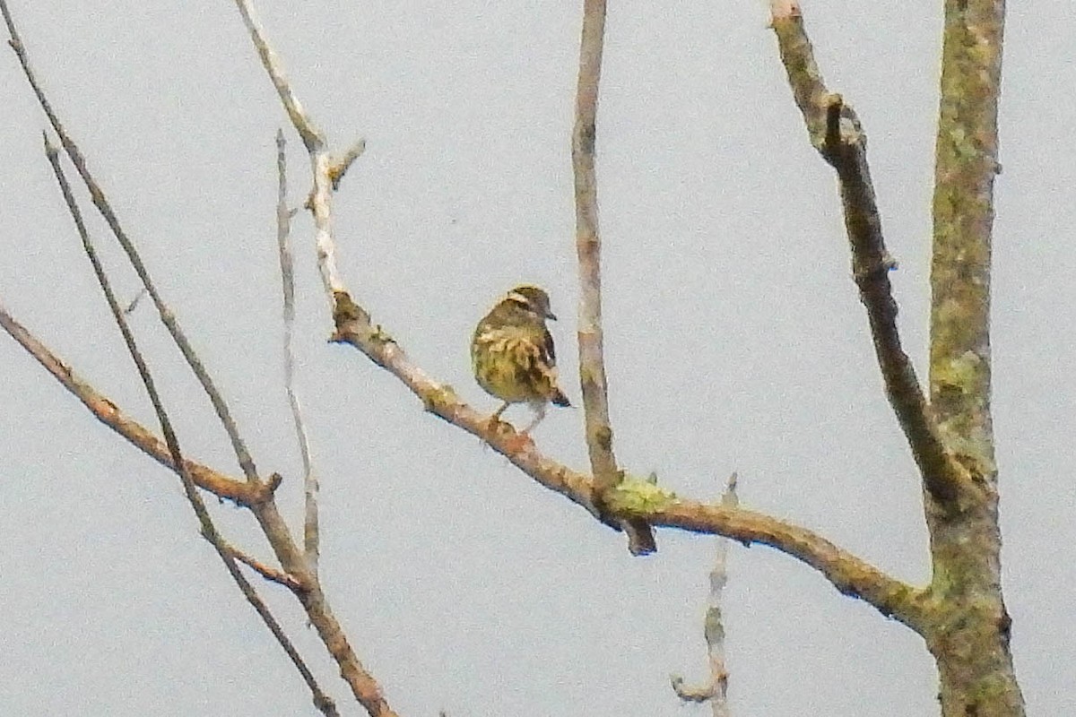 Louisiana Waterthrush - ML594194401