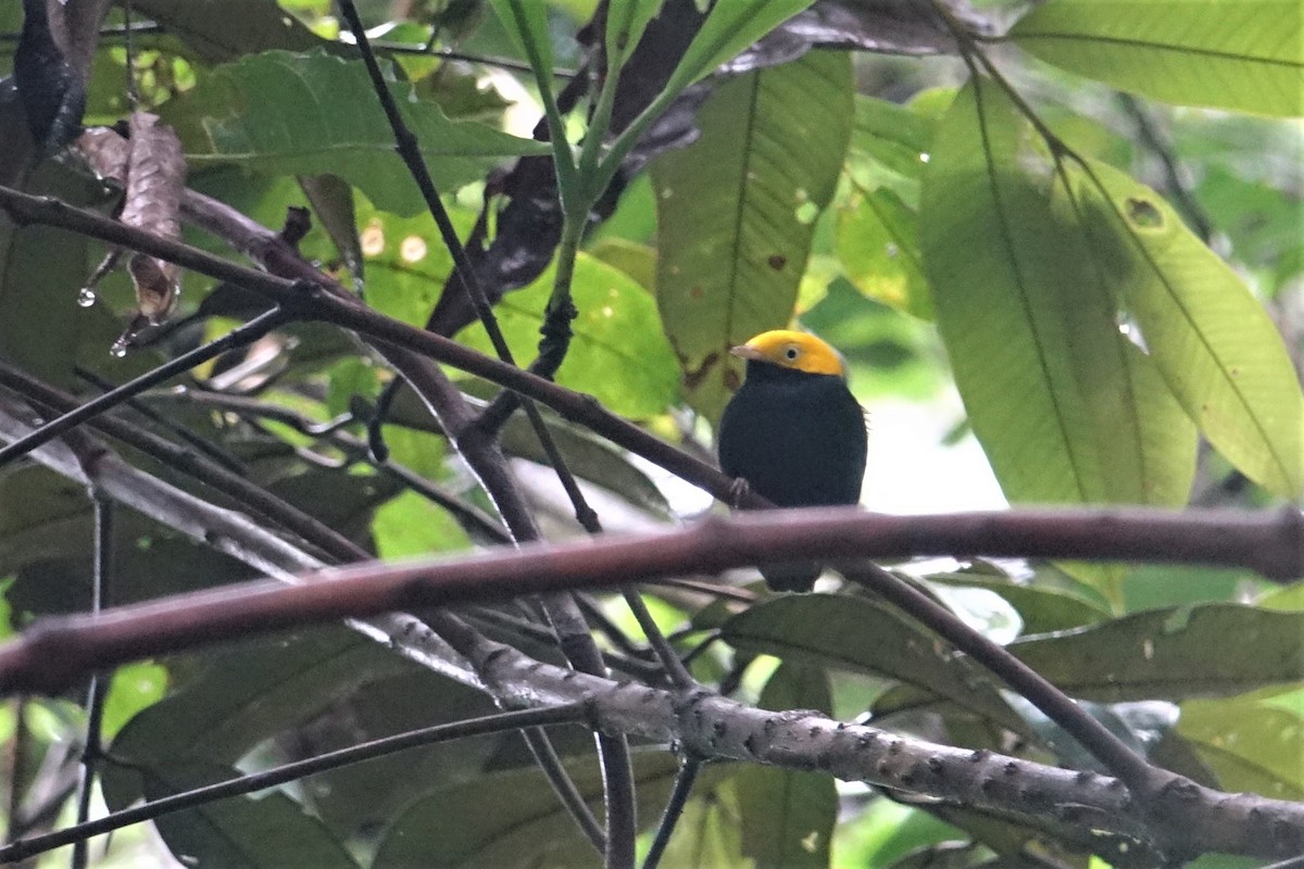 Golden-headed Manakin - ML59419521