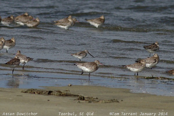 Asian Dowitcher - Tom Tarrant