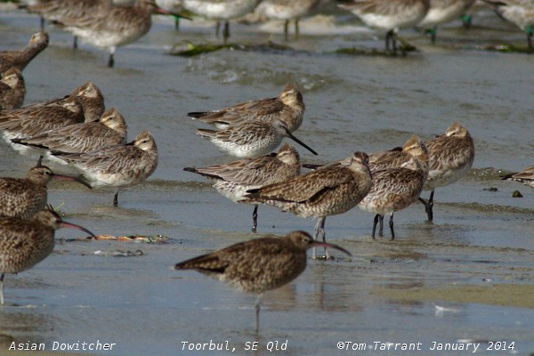 Asian Dowitcher - Tom Tarrant