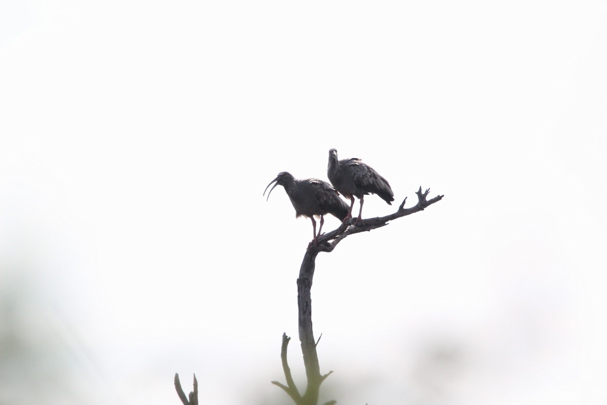 ibis běločelý - ML594197841