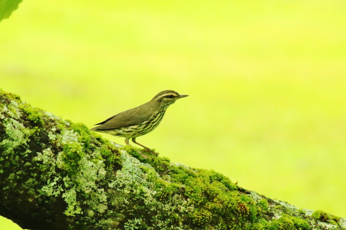 Northern Waterthrush - ML594198631