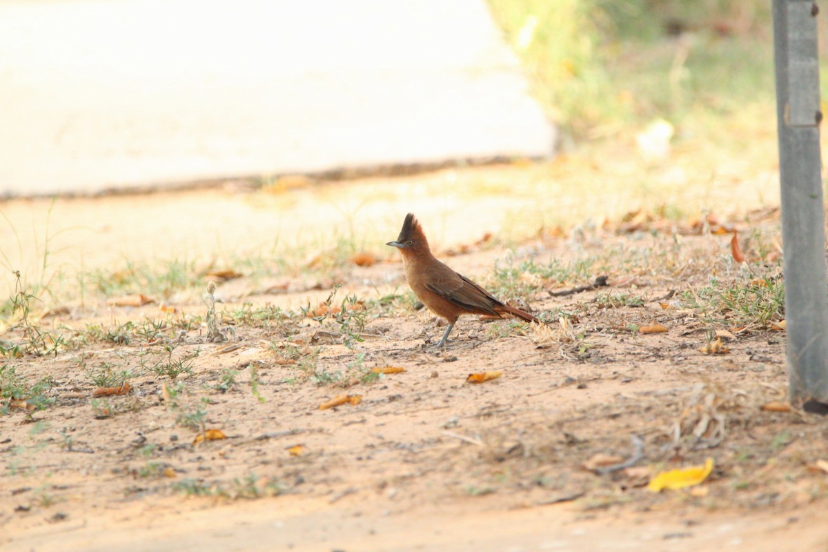 Brown Cacholote - ML594198661