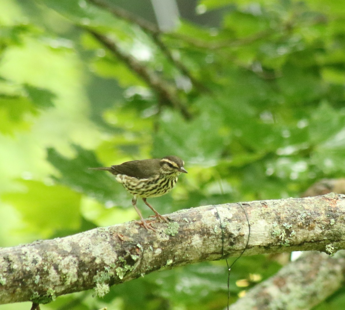 Northern Waterthrush - ML594198761