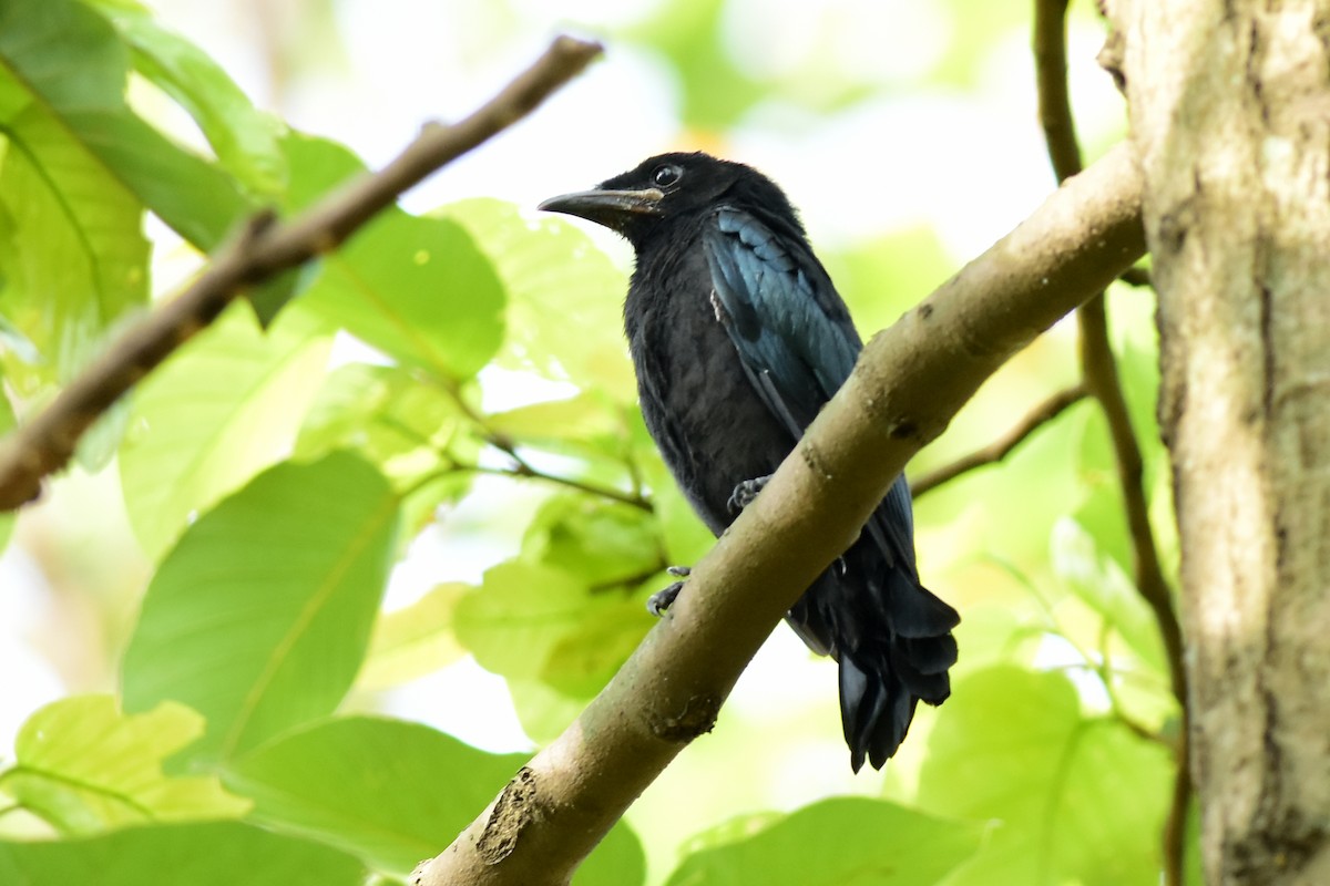 Hair-crested Drongo - Ajoy Kumar Dawn