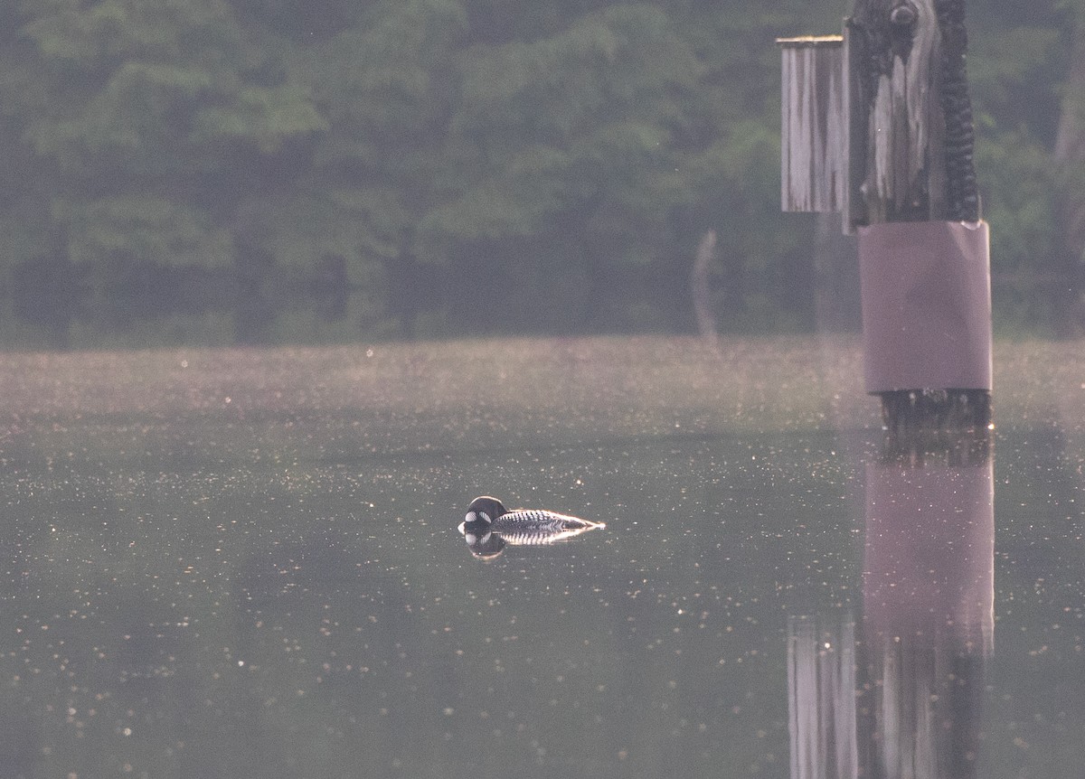 Common Loon - ML594200421