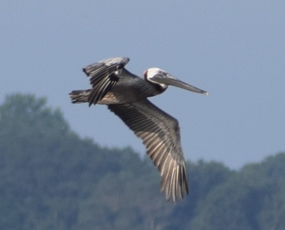 Brown Pelican - ML594200591