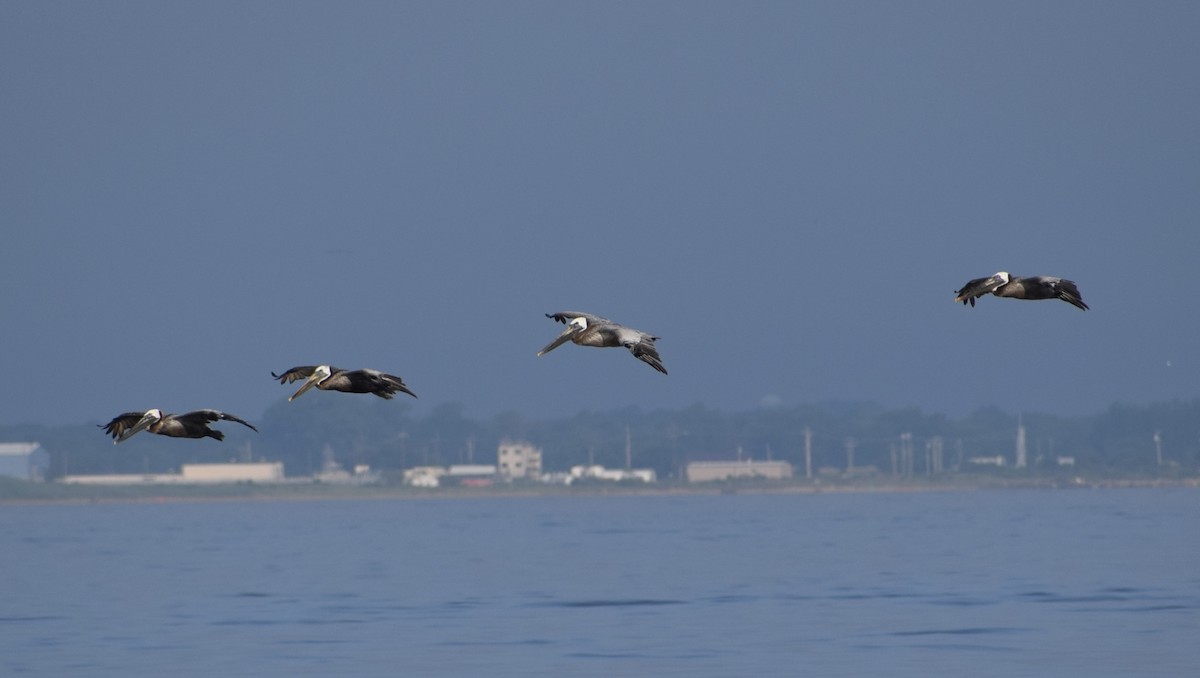 Brown Pelican - ML594200601