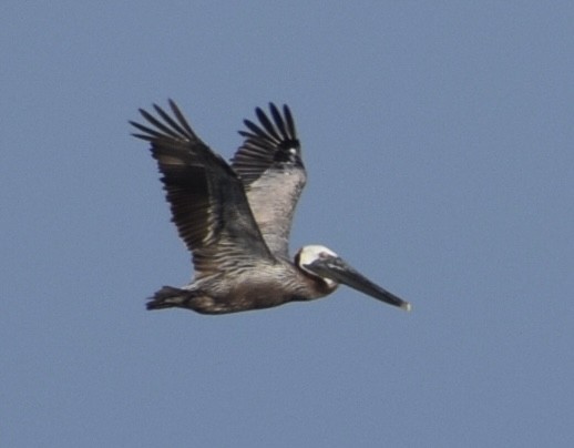 Brown Pelican - ML594200611