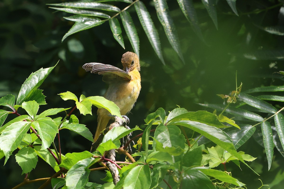 Baltimore Oriole - ML594200721