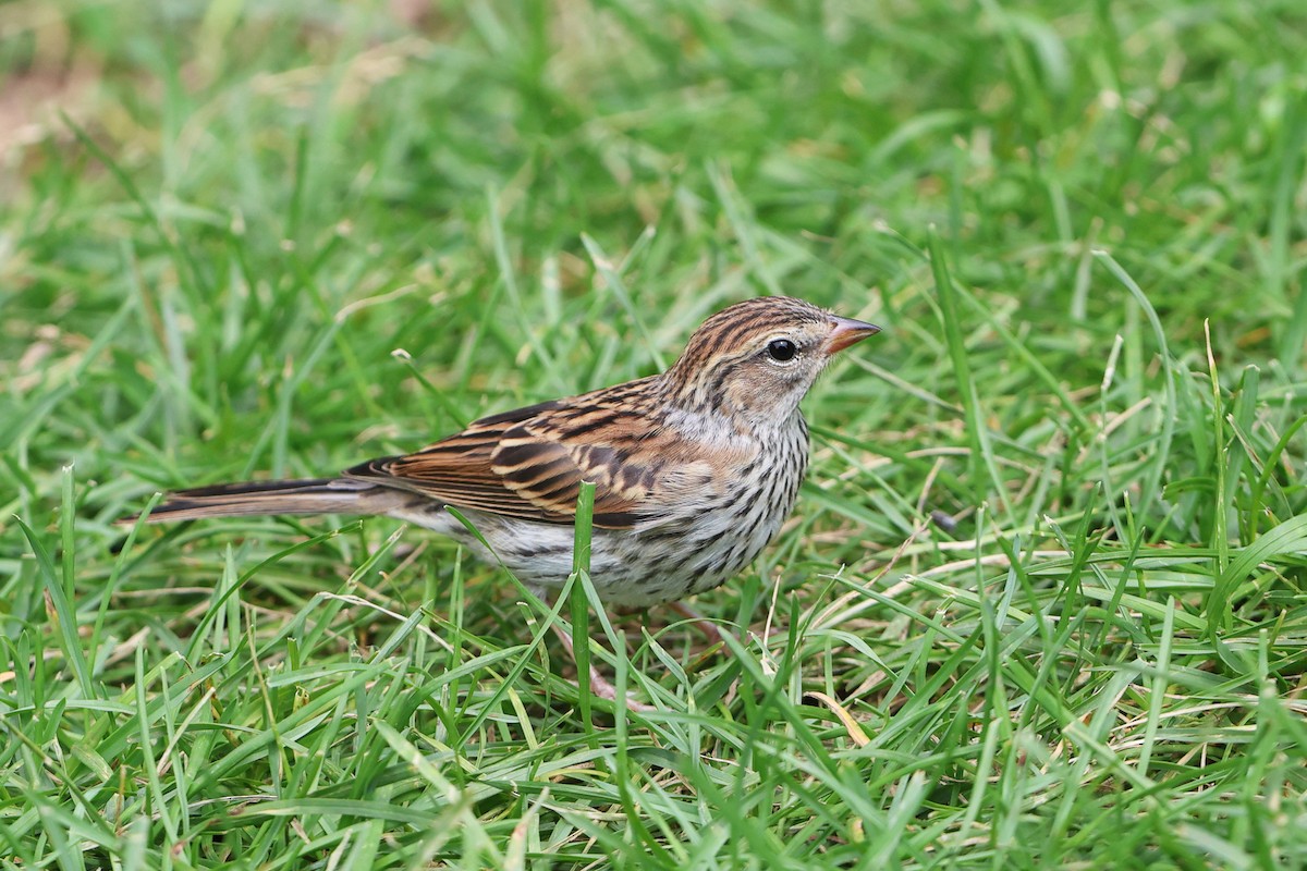 Chipping Sparrow - ML594200801