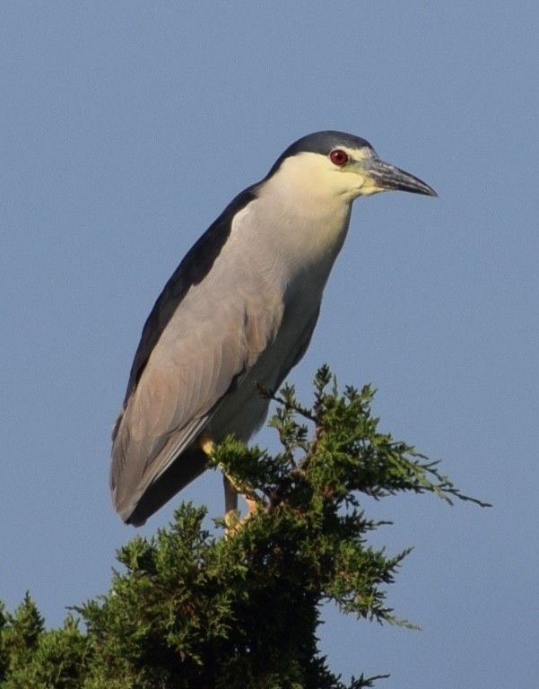 Black-crowned Night Heron - Neal Fitzsimmons