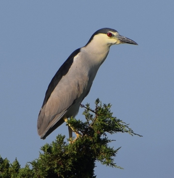 Black-crowned Night Heron - Neal Fitzsimmons