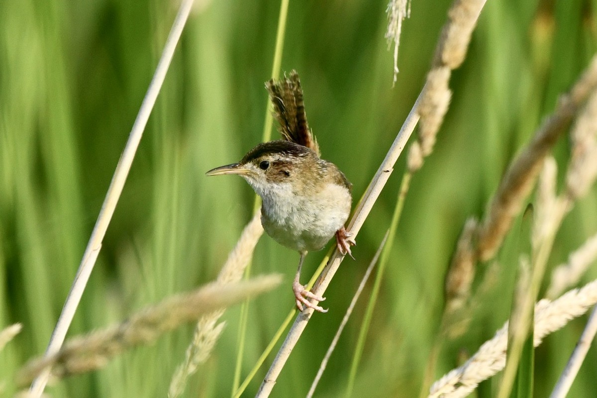 Marsh Wren - ML594201101