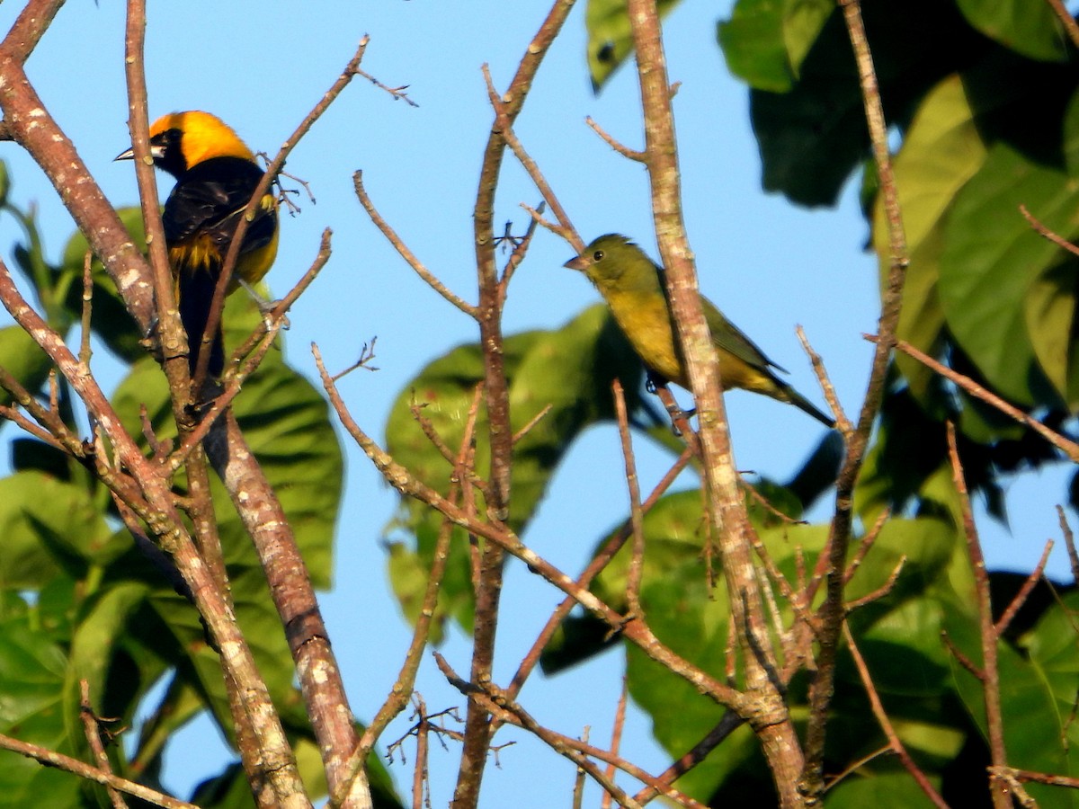 Painted Bunting - ML594202621