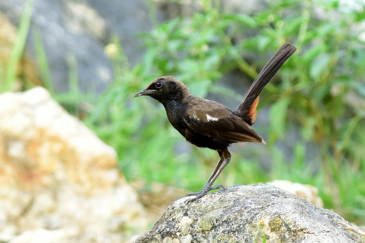 Indian Robin - Ajoy Kumar Dawn