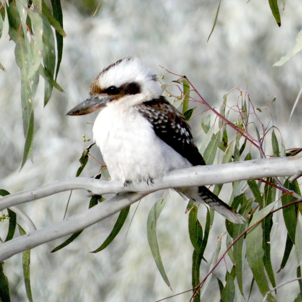 Laughing Kookaburra - ML594203381