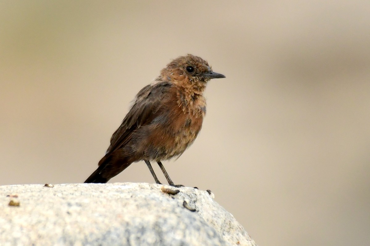 Brown Rock Chat - Ajoy Kumar Dawn