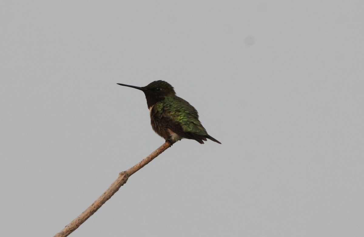 Ruby-throated Hummingbird - ML594204951