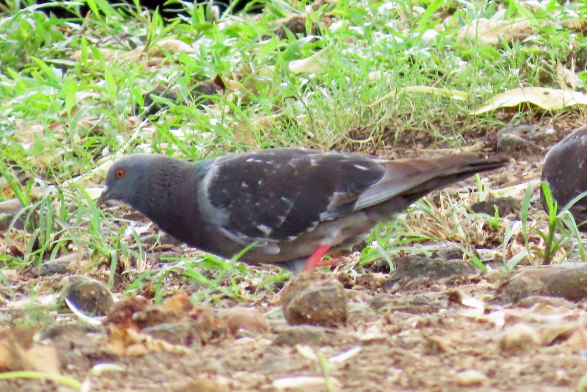 Rock Pigeon (Feral Pigeon) - ML594205121