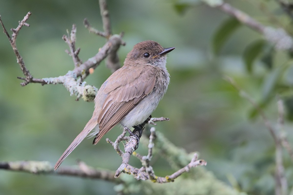 Eastern Phoebe - ML594208081