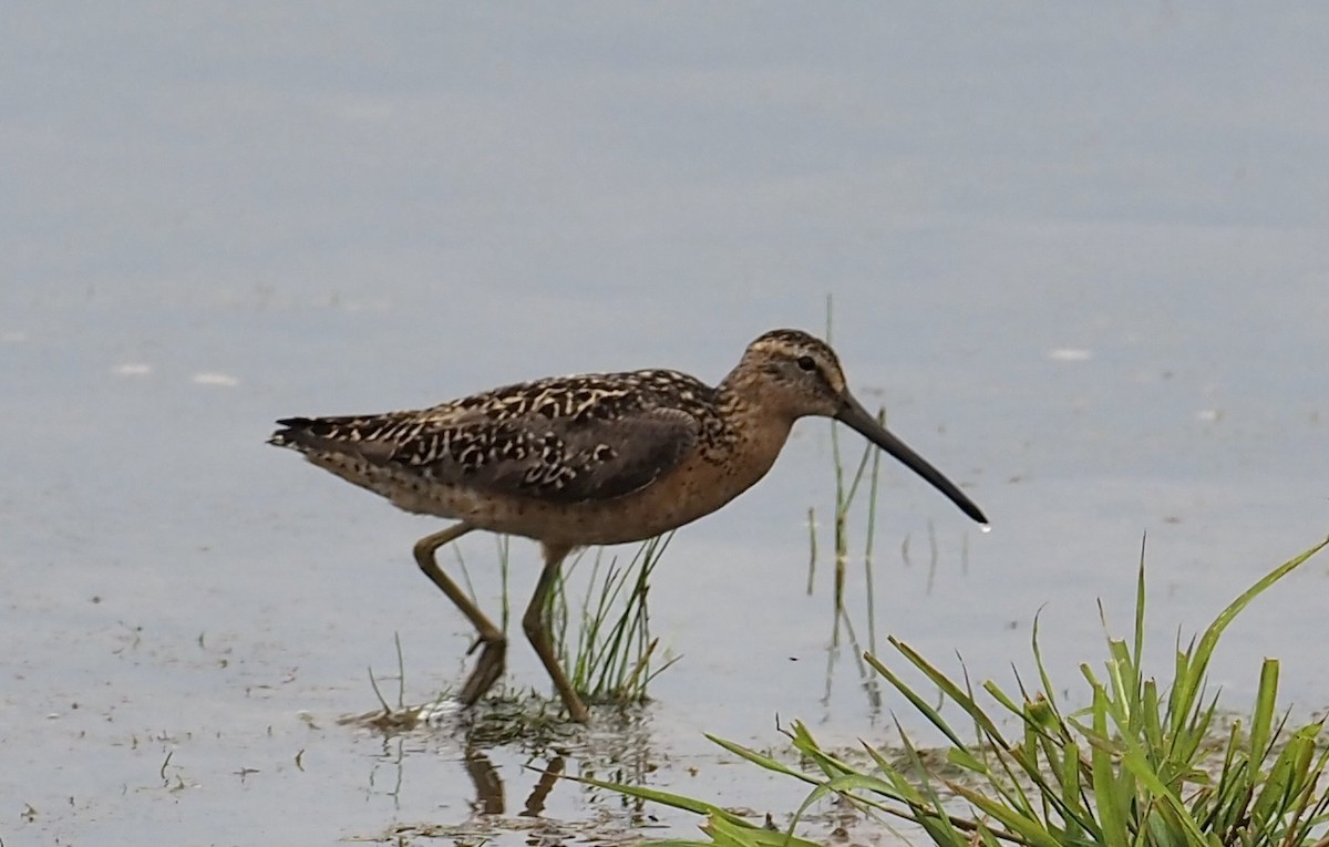 Short-billed Dowitcher - ML594208181