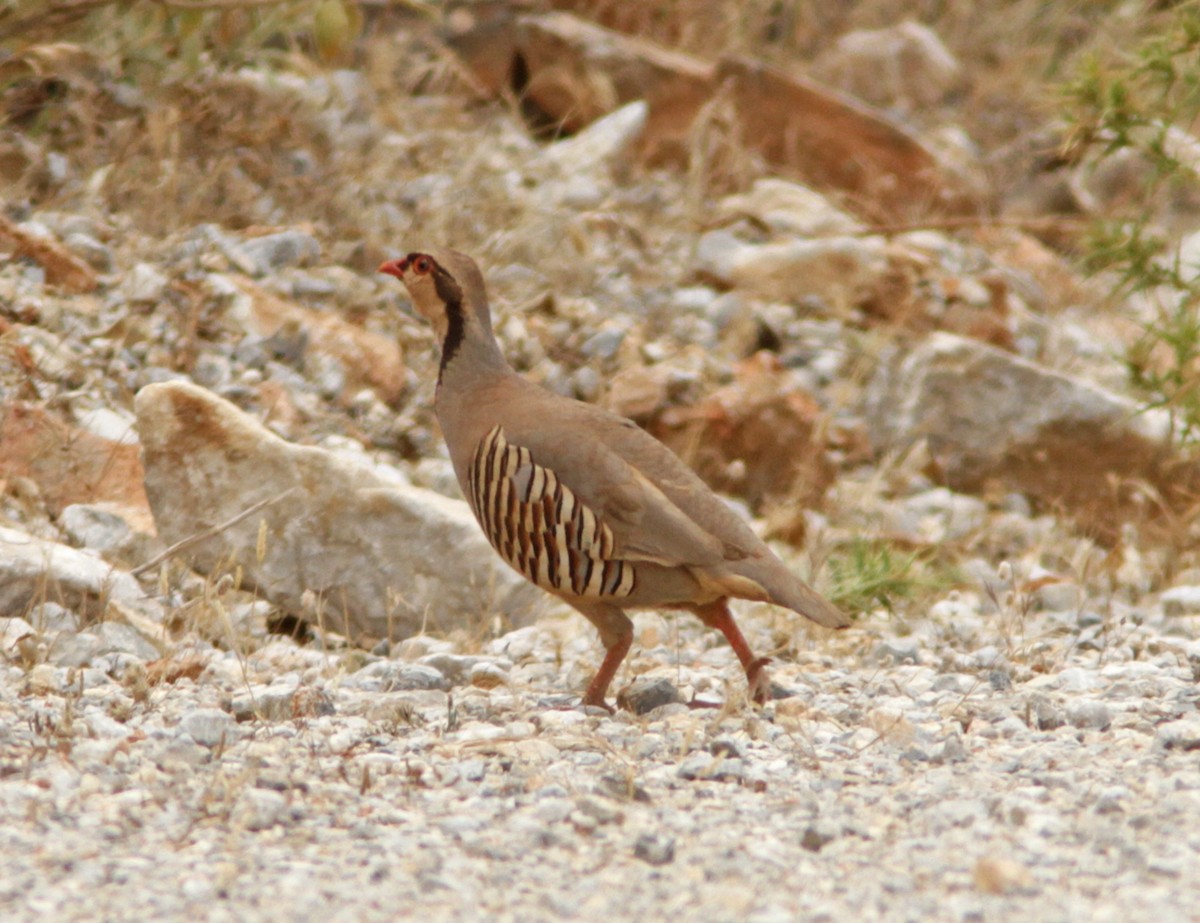 Rock Partridge - ML594209041