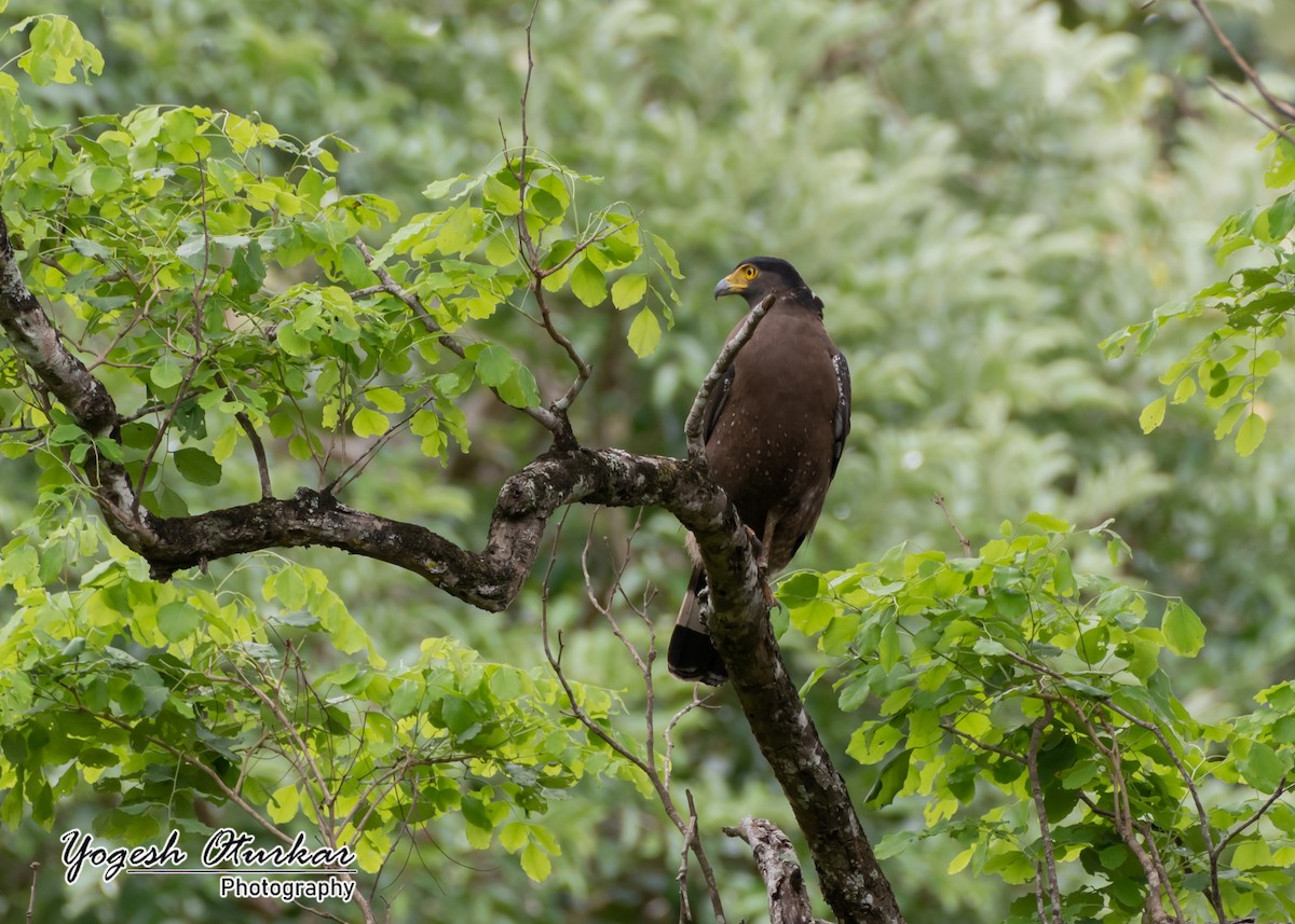 Crested Serpent-Eagle - ML594209241