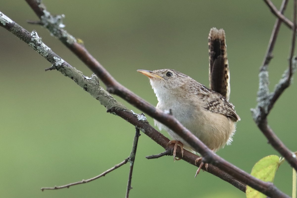 Grass Wren - John van Dort