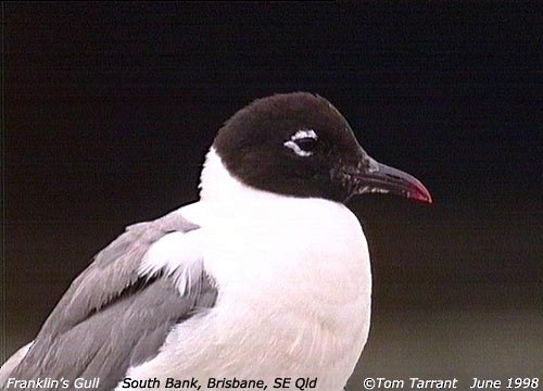 Franklin's Gull - ML59420971