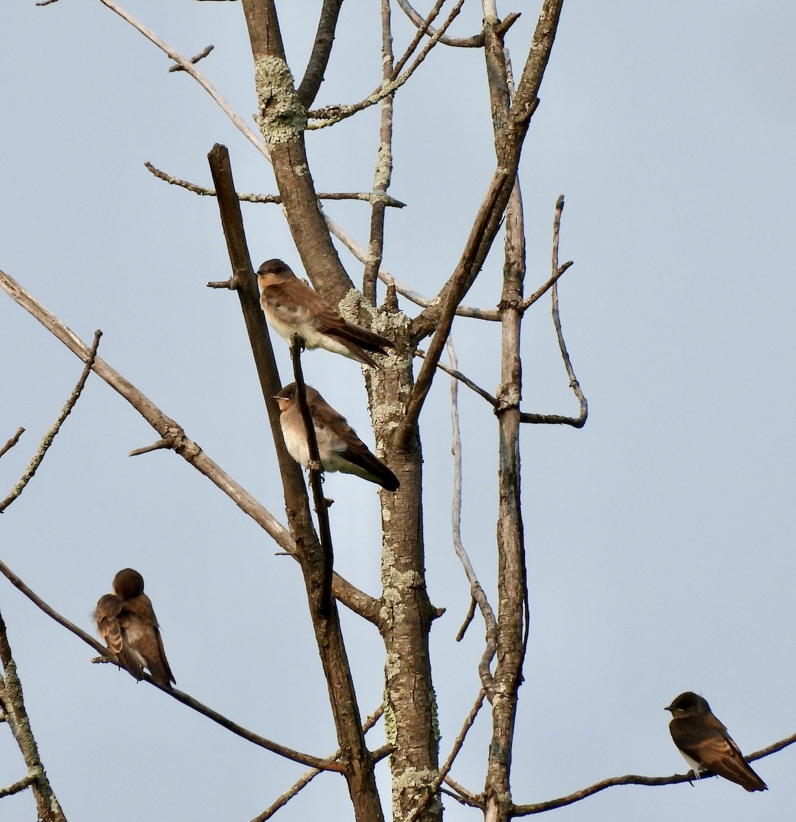 Northern Rough-winged Swallow - ML594209751