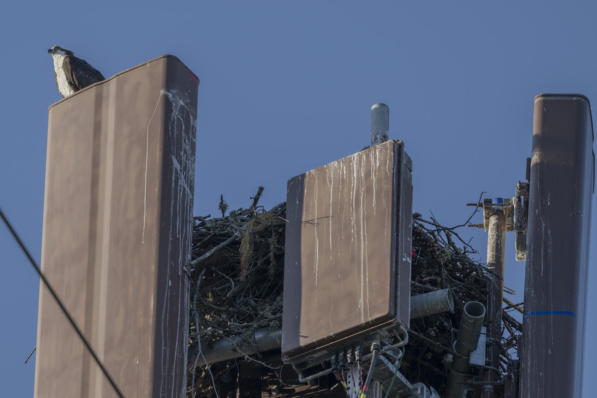 魚鷹 - ML594211311