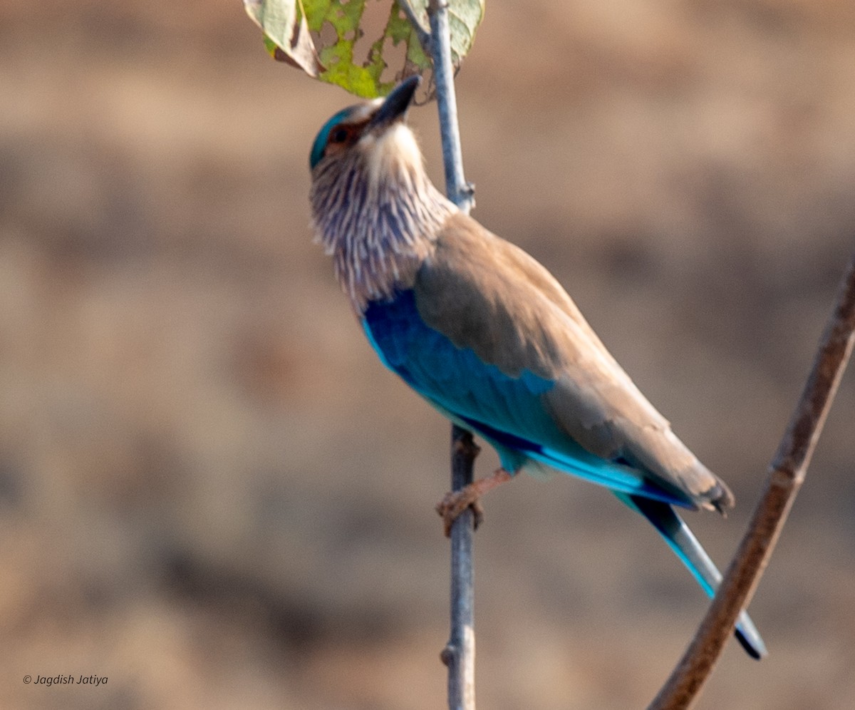 Indian Roller - ML594212651